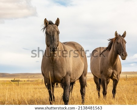 close up photo of free grullo horse. Street view, travel photo, selective focus.