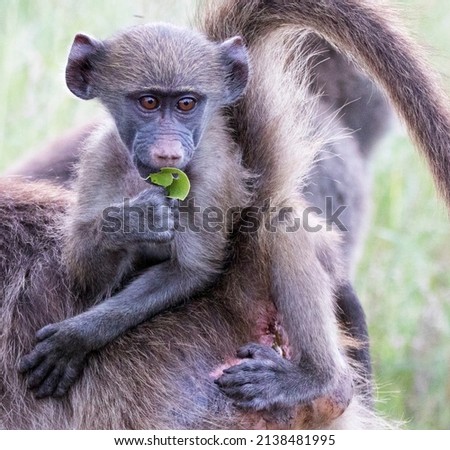 Portrait of a Baby Chacma Baboon Up Close