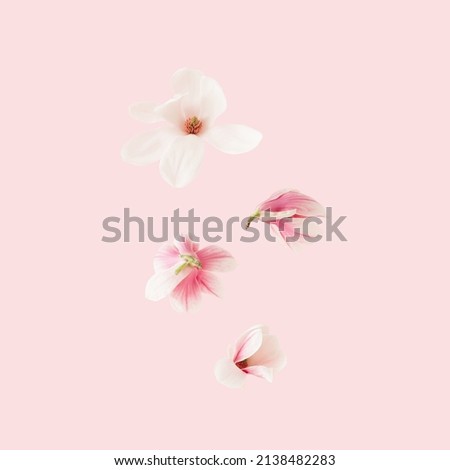 Spring background with falling pink magnolia flowers.