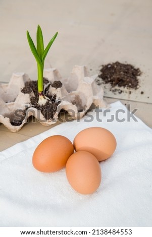 Easter eggs, chicken eggs in a nest on a wooden background. life concept, green sprout