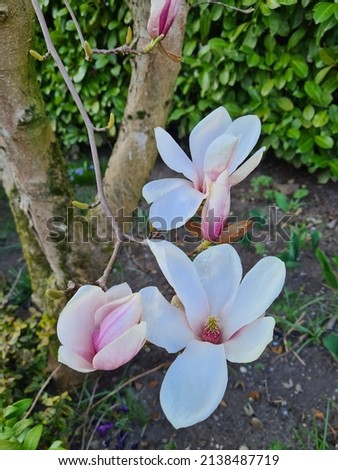 multiple beautiful magnolia flowers in the tree