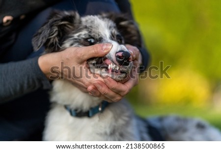 adorable border collie blue merle showing white teeth, angry looking, hand in the picture