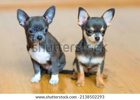 chihuahua puppies blue and brown color. pet adoption