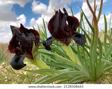 Wild black Iris petrana or Petra iris in the Negev desert Royalty-Free Stock Photo #2138508665