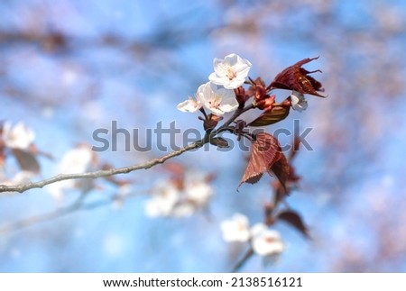 background with a branch of a flowering fruit tree with white flowers on a blue sky background