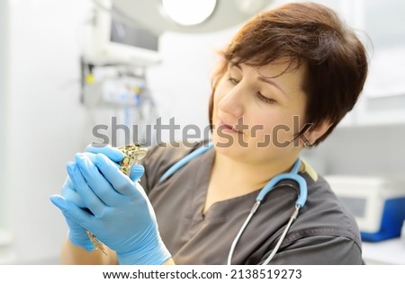 Veterinarian examines a toad in a veterinary clinic. Exotic animals. Health of pet. Animal care. Pet checkup, tests and vaccination. Amphibian