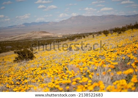 Mexican yellow poppies wildflowers cover the New Mexico desert mountain landscape in early spring every year in a field of yellow gold. Pictured are the southern Rocky Mountains in Hidalgo County.