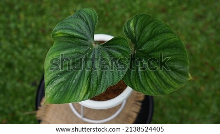 Heart shaped bicolors leaves of Philodendron plowmanii the rare exotic rainforest plant with forest ferns and various types of tropical foliage plants in ornamental garden Royalty-Free Stock Photo #2138524405