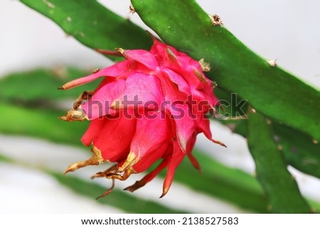 Dragon fruit aka pitaya hanging on a branch