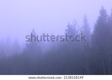 A pine forest with morning fog, pictured in blue tones.