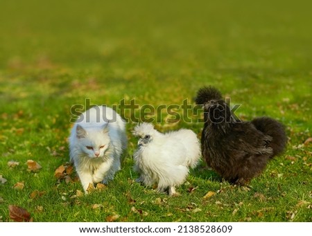 Two fluffy chickens and a white cat are walking together in a clearing. Poultry breed Chinese silkie. Image with selective focus. Funny cute animals. Royalty-Free Stock Photo #2138528609