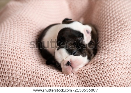Cute Boston Terrier puppies sleep on a pink knitted blanket. Wonderful pets. Tender emotion. Dog. High quality photo