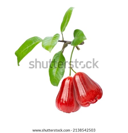 Red rose apple fruit with green leaves on tree branch isolated on white background. Royalty-Free Stock Photo #2138542503