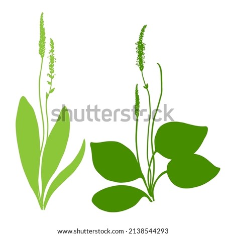 Great plantain, Plantago major medicinal plant wild field flower set isolated on white background, hand drawn vector colorful illustration green silhouette for design package tea, cosmetic, medicine Royalty-Free Stock Photo #2138544293