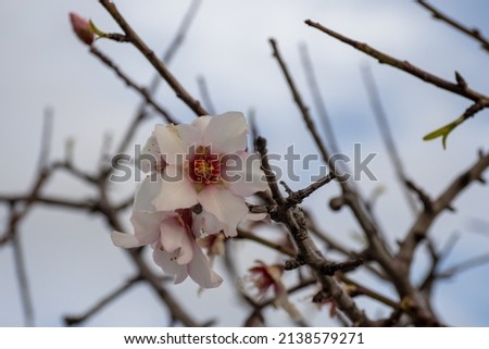 Delicate white and pink walnut flowers. Blossoming almonds as a concept of spring natural background.