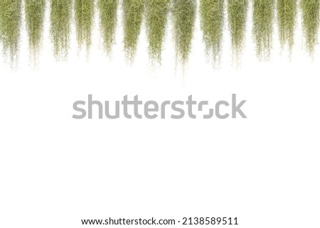 Green Spanish Moss, Grandpas Beard plant, Tillandsia crocata, hanging and isolated on white background. Green Spanish Moss blank slide template.