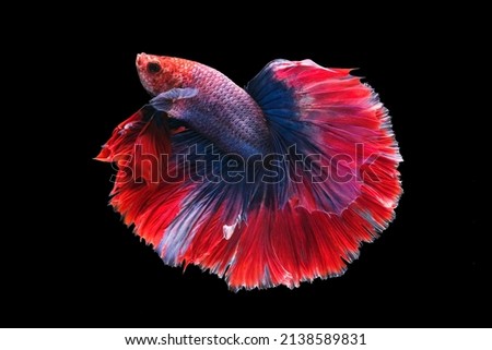 Dark blue and red tail betta fish are fighting, Siamese fighting fish, Betta fish on black background.