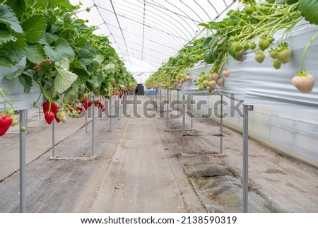 Scenery of a white strawberry cultivation farm