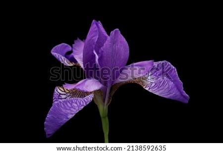 Spring flower iris blooming on black background. Royalty-Free Stock Photo #2138592635