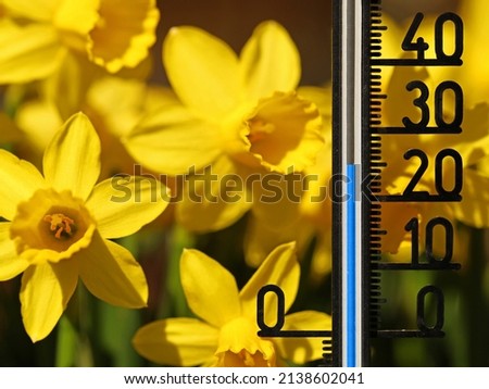 Thermometer shows 25 degrees celsius in yellow daffodils, classic spring flowers close up Royalty-Free Stock Photo #2138602041
