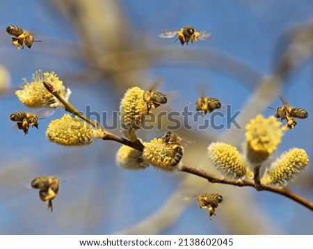 honey bees colleting pollen on blooming yellow catkins on pussy willow, close up pollination by Apis mellifera in spring Royalty-Free Stock Photo #2138602045
