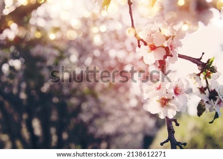 background of spring cherry blossoms tree. selective focus