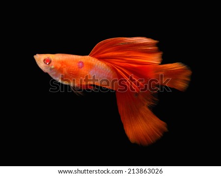 Beautiful Guppy Isolated on Black Background,  Aquarium Fish 
