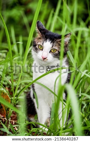 Black cat playing on green grass. Cute cat playing on the grass