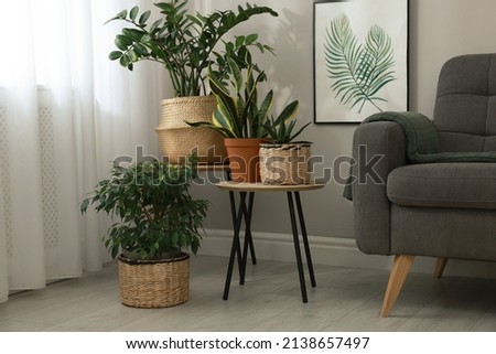 Stylish living room interior with beautiful houseplants and grey armchair