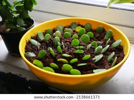 Propagation of Jade leaves during summers Royalty-Free Stock Photo #2138661371