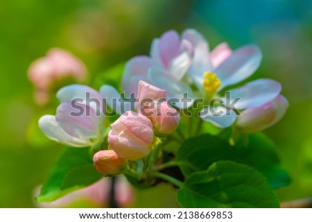 Pink flowers of an apple tree, The flower does not think to compete with the neighboring inflorescence. It just blooms.