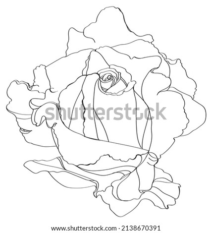 Black and white line illustration of rose flowers on a white background