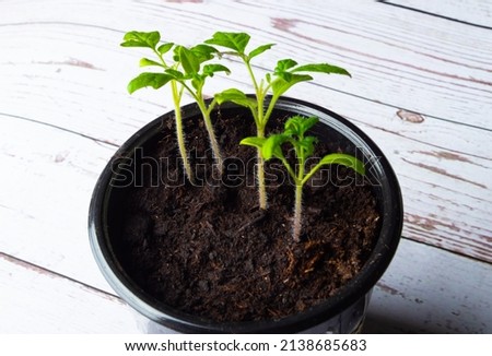 Tomatoes seedlings in pots closeup in spring selective focus. High quality photo