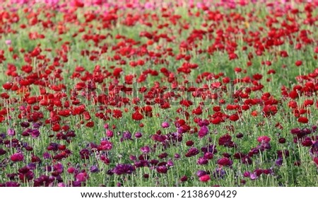 A colorful flower field with depth of field.