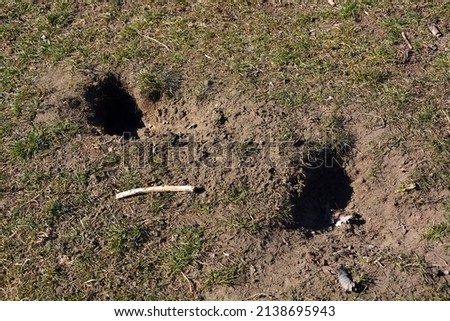 Burrows dug in the ground by a dog Royalty-Free Stock Photo #2138695943