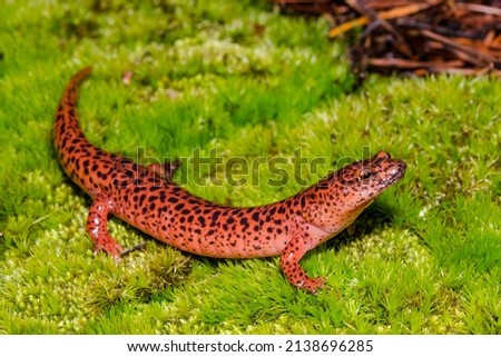 Red Salamander on Moss - Pseudotriton ruber