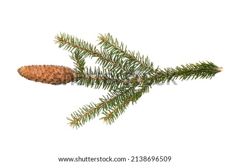 Cone with a branch of European spruce (Picea abies) isolated on a white background, clipping path, no shadows. Botanical illustration of European spruce. Royalty-Free Stock Photo #2138696509