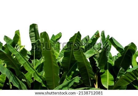 isolated banana leaves in the garden, clipping paths.