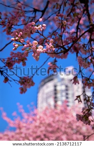 Spring Pink Cherry Blossoms. Cherry blossoms in Vancouver with the skyline in the background.

                               