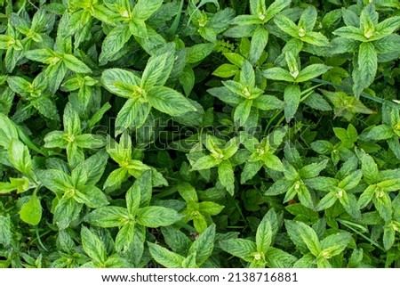 background with mint. top view of fresh green mint in the garden. ingredient of the plant. peppermint 
