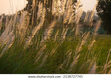 Beautiful grass photograph with backlit sunshine outdoor countryside.