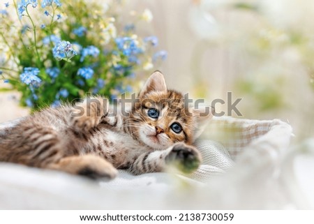 A striped kitten with wide open blue eyes lays on side between flowers Royalty-Free Stock Photo #2138730059