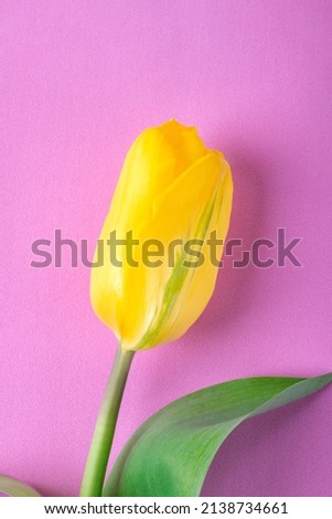 Yellow tulip with green stripe on pink background. Symbol of spring and Easter
