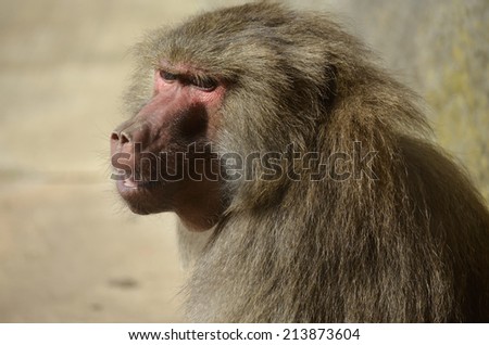 this is a close up of a baboon