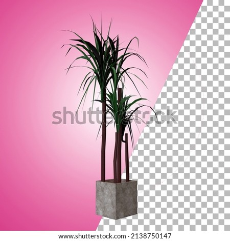 Indoor plant for decoration and asset design.