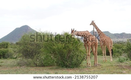 Reticulated giraffes in the samburu area