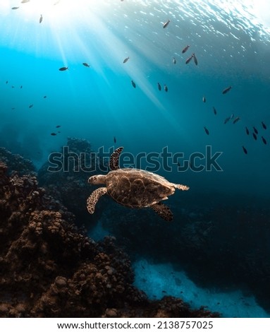 An amazing sea turtle swims between underwater rocks illuminated by the piercing rays of the sun