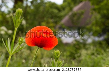 landscape with a red poppy flower in the foreground and a small hut in the background