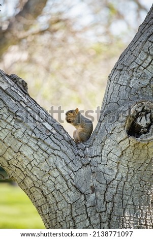 Fox Squirrel Holding Walnut in A Walnut Tree