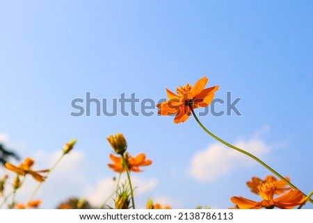 Yellow cosmos flowers against the blue sky in spring.
